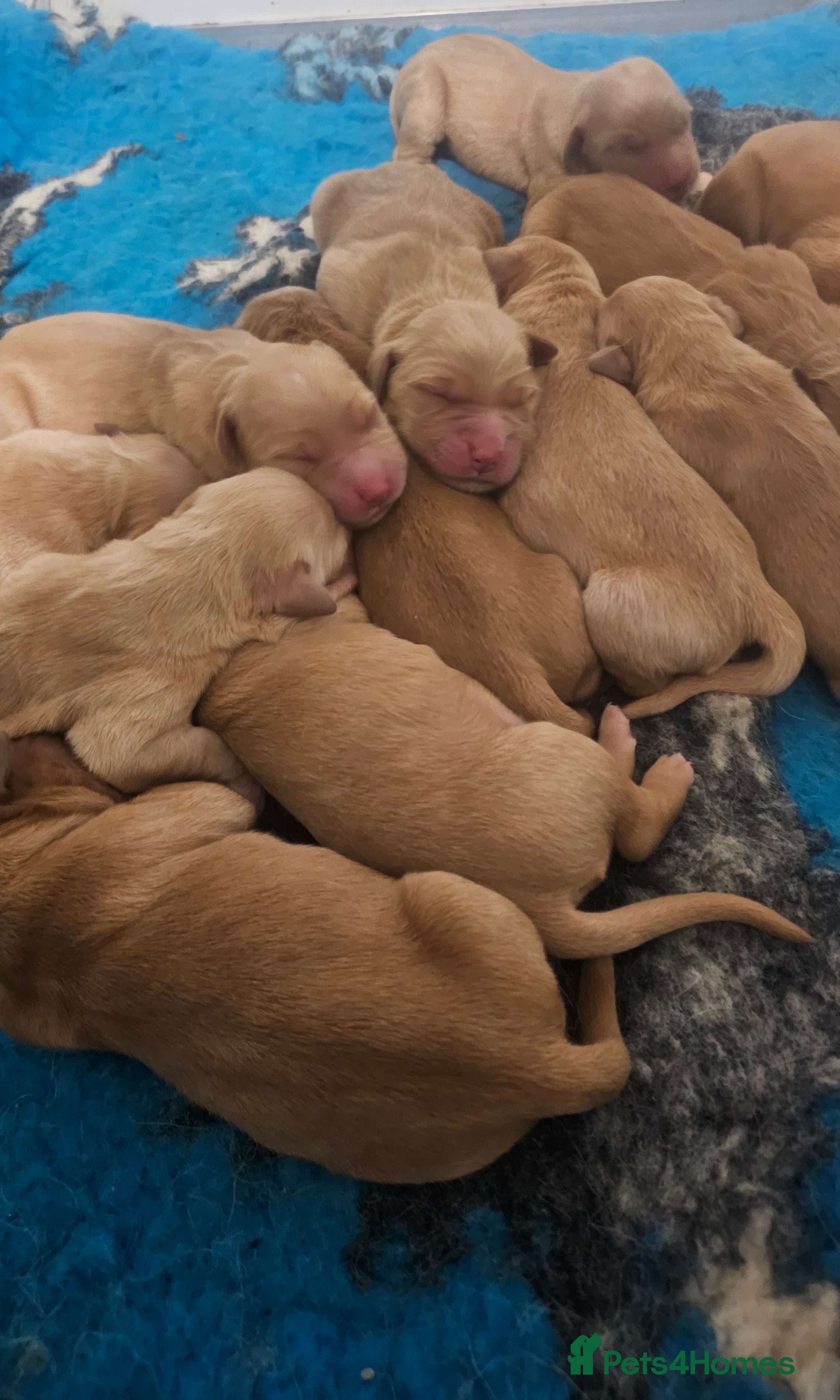 Golden Retriever dogs Amazing shades long awaited litter - Advert 18