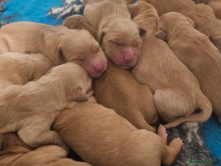 Golden Retriever dogs Amazing shades long awaited litter - Advert 18