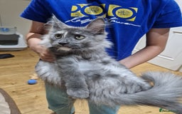 Maine Coon cats for sale: HEALTHY 5 Generation GCCF pedigree Maine coons - Image 6