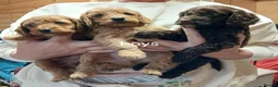 Cockapoo dogs for sale: Cockapoo puppies  in Lowestoft - Advert 2