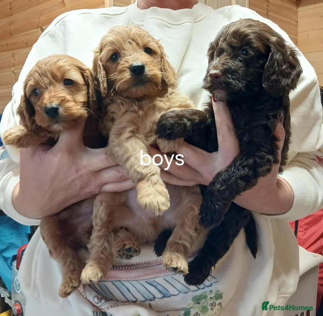 Cockapoo dogs for sale: Cockapoo puppies  in Lowestoft - Advert 2