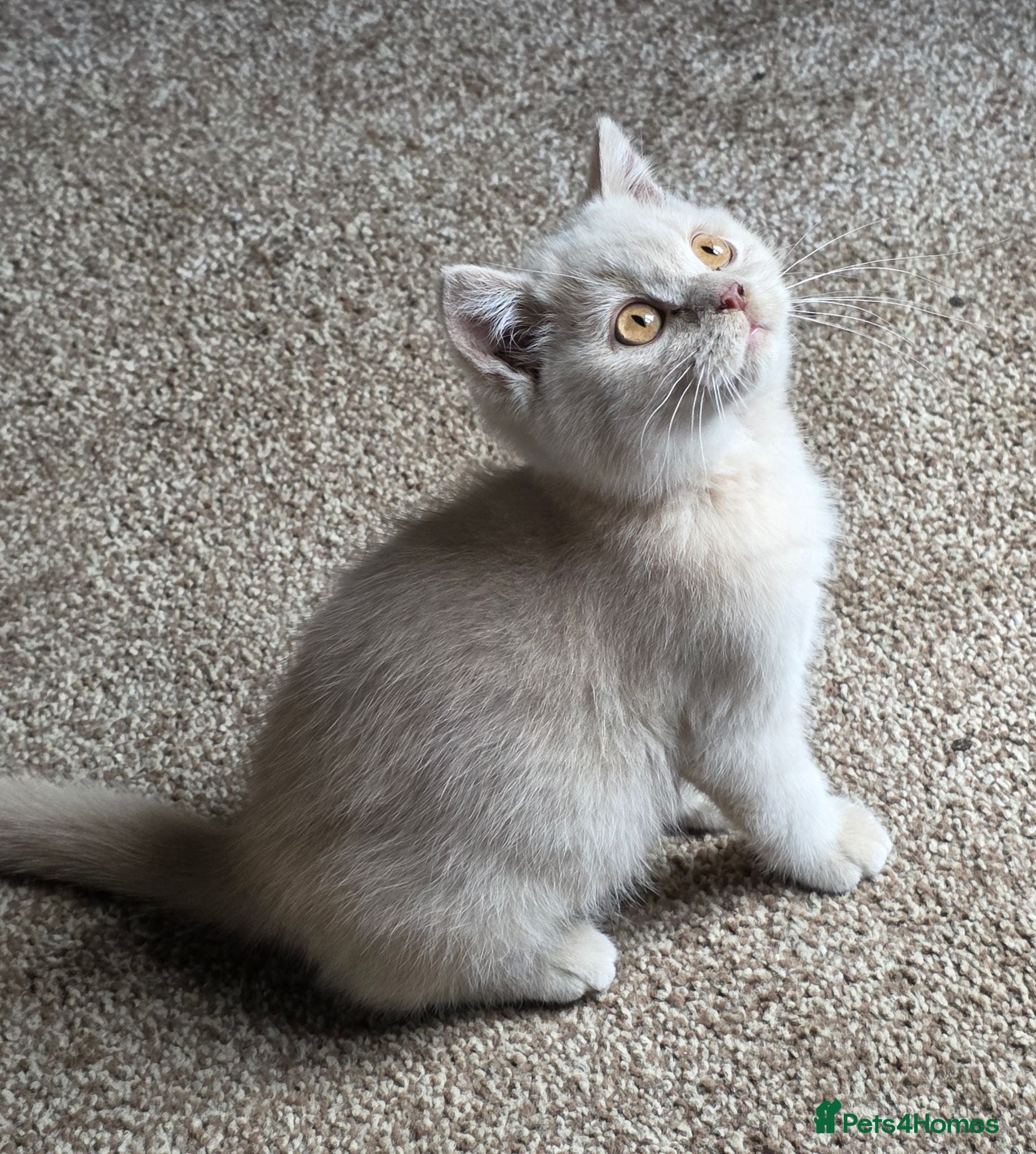 British Shorthair cats TICA Registered British Shorthair – Ready Now 🐾 - Advert 19