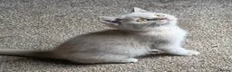 British Shorthair cats for sale: Beautiful BSH Kittens - Advert 6