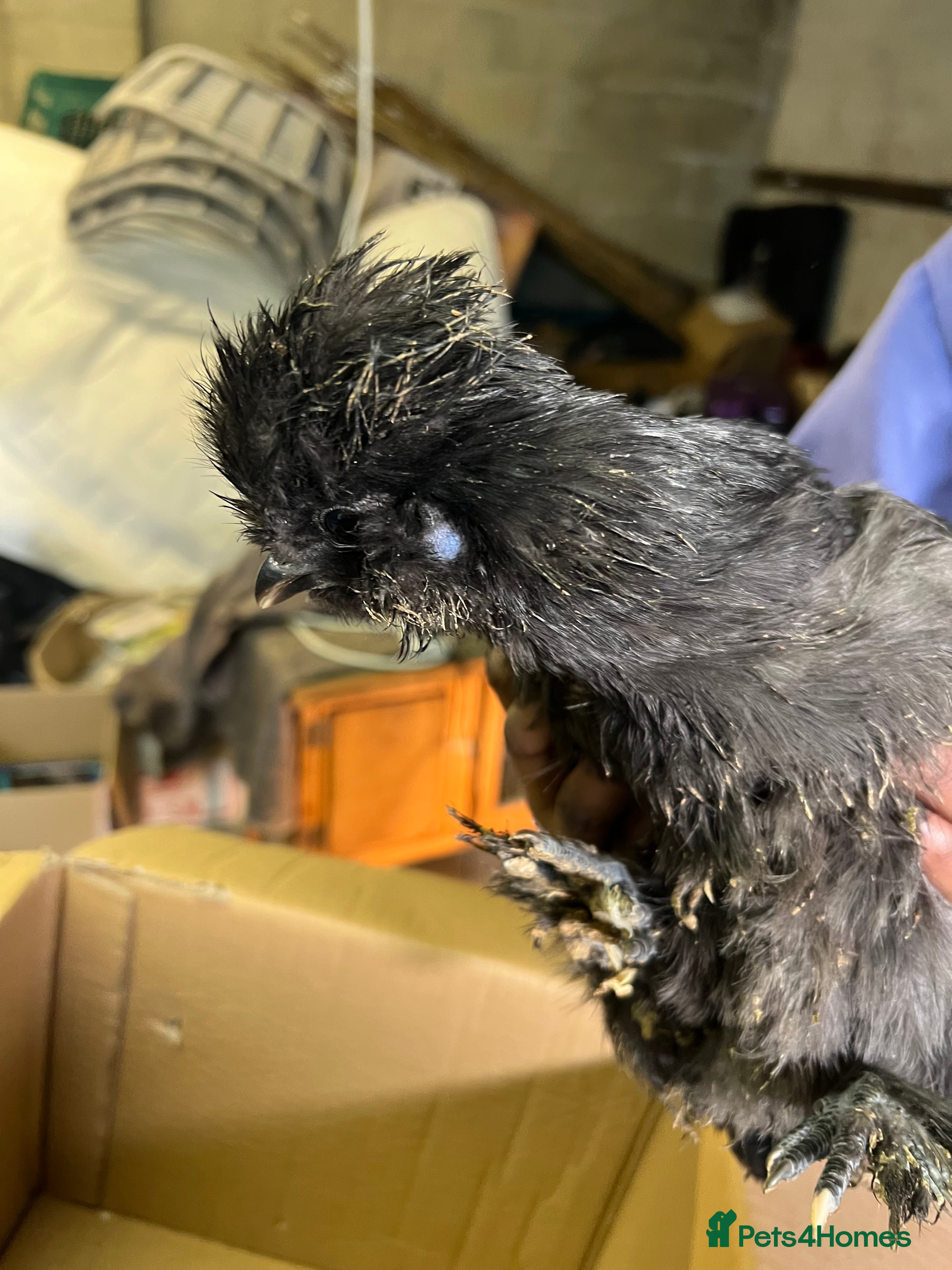 Chickens poultry White leghorns and Chicks - Advert 1