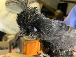 Chickens poultry White leghorns and Chicks - Advert 18