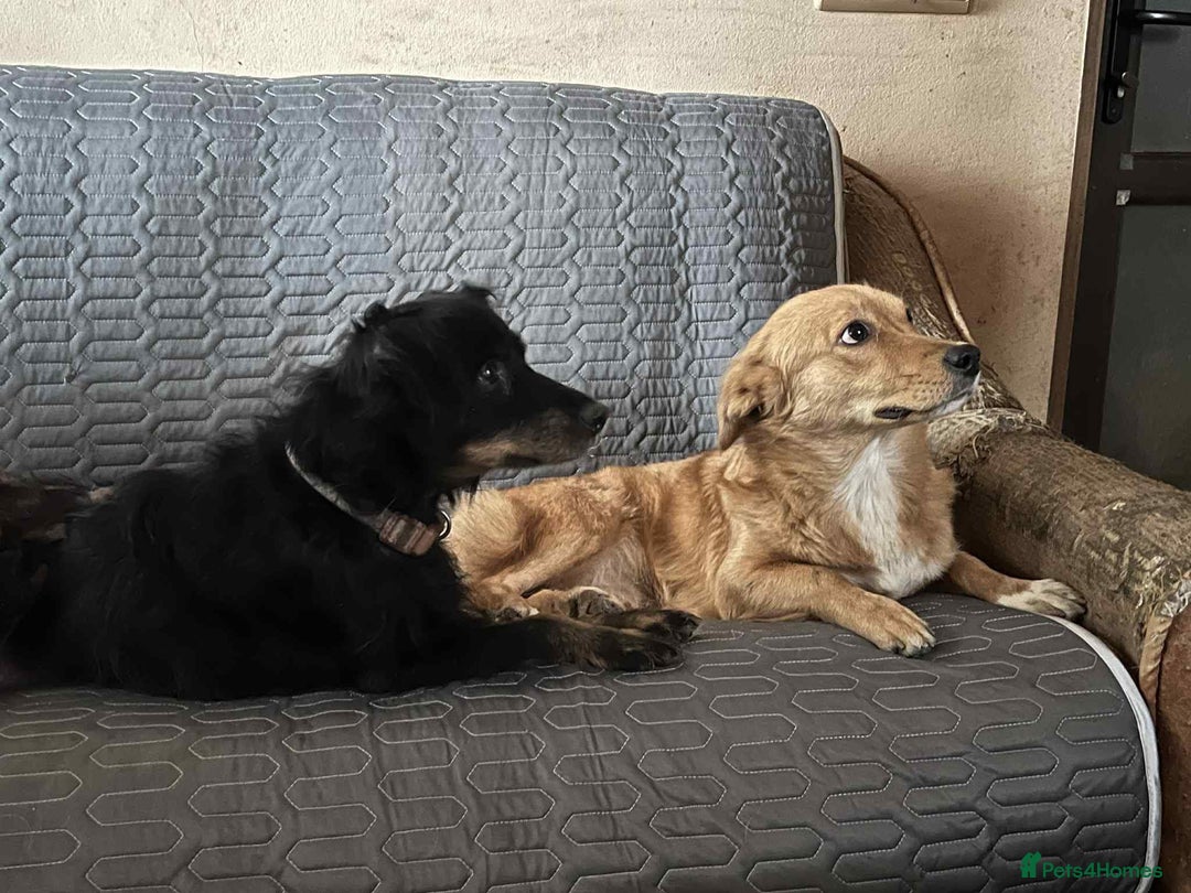 Mixed Breed dogs for adoption: Rose - Norwich Norfolk  - Advert 7