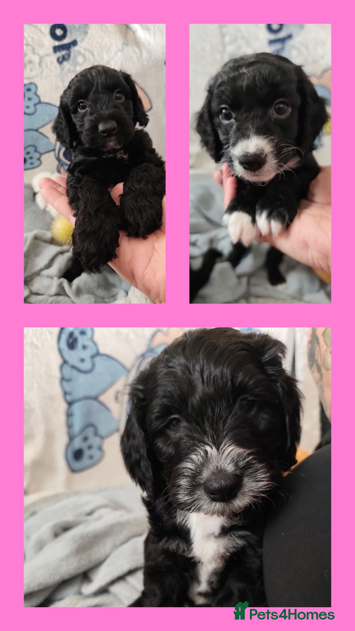 Sproodle dogs Last 3 boys ready now - Advert 2