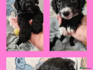 Sproodle dogs Last 3 boys ready now - Advert 1