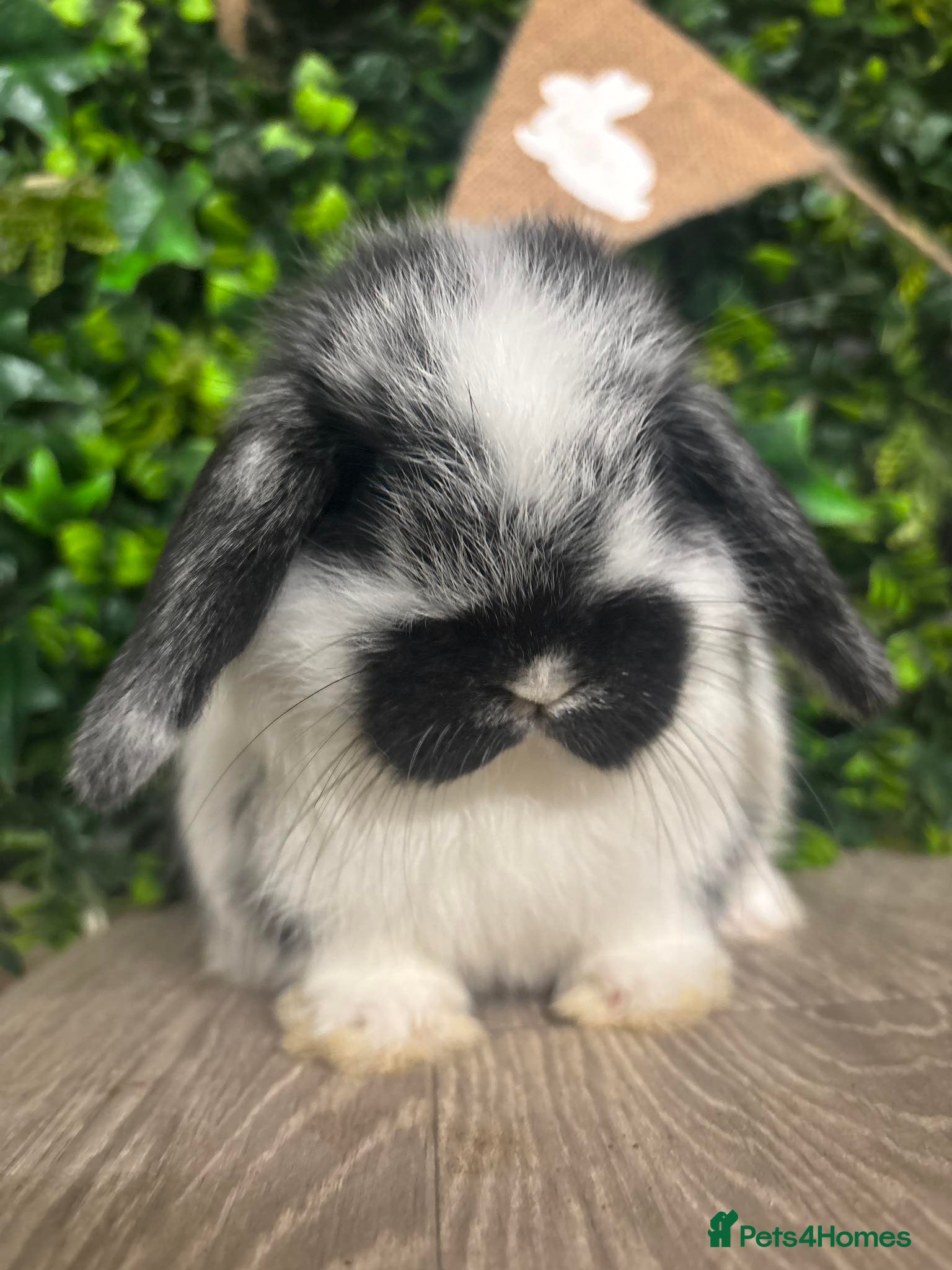 Mini Lop rabbits BEAUTIFUL BABY MINI LOP BUNNIES  - Advert 14