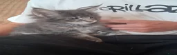 Maine Coon cats for sale: Stunning health tested, tica reg kittens 😍 - Advert 27