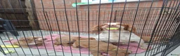 Cockapoo dogs for sale: COCKAPOO  READY NOW !!!! - Advert 2