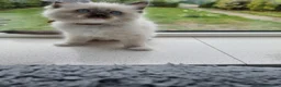 Ragdoll cats for sale: Lovely Ragdoll looking for home - Advert 4