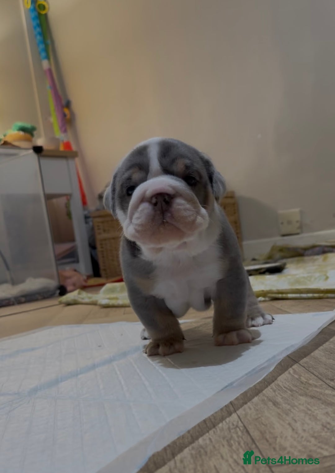 English Bulldog dogs for sale: English bulldog puppies - Advert 32