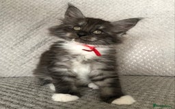 Maine Coon cats for sale: MaineCoon Kittens Black Smoke 1 Boy & 2 Girls - Image 8