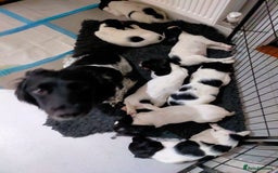 English Springer Spaniel dogs for sale:  Bw Springer spaniel puppies  - Advert 18