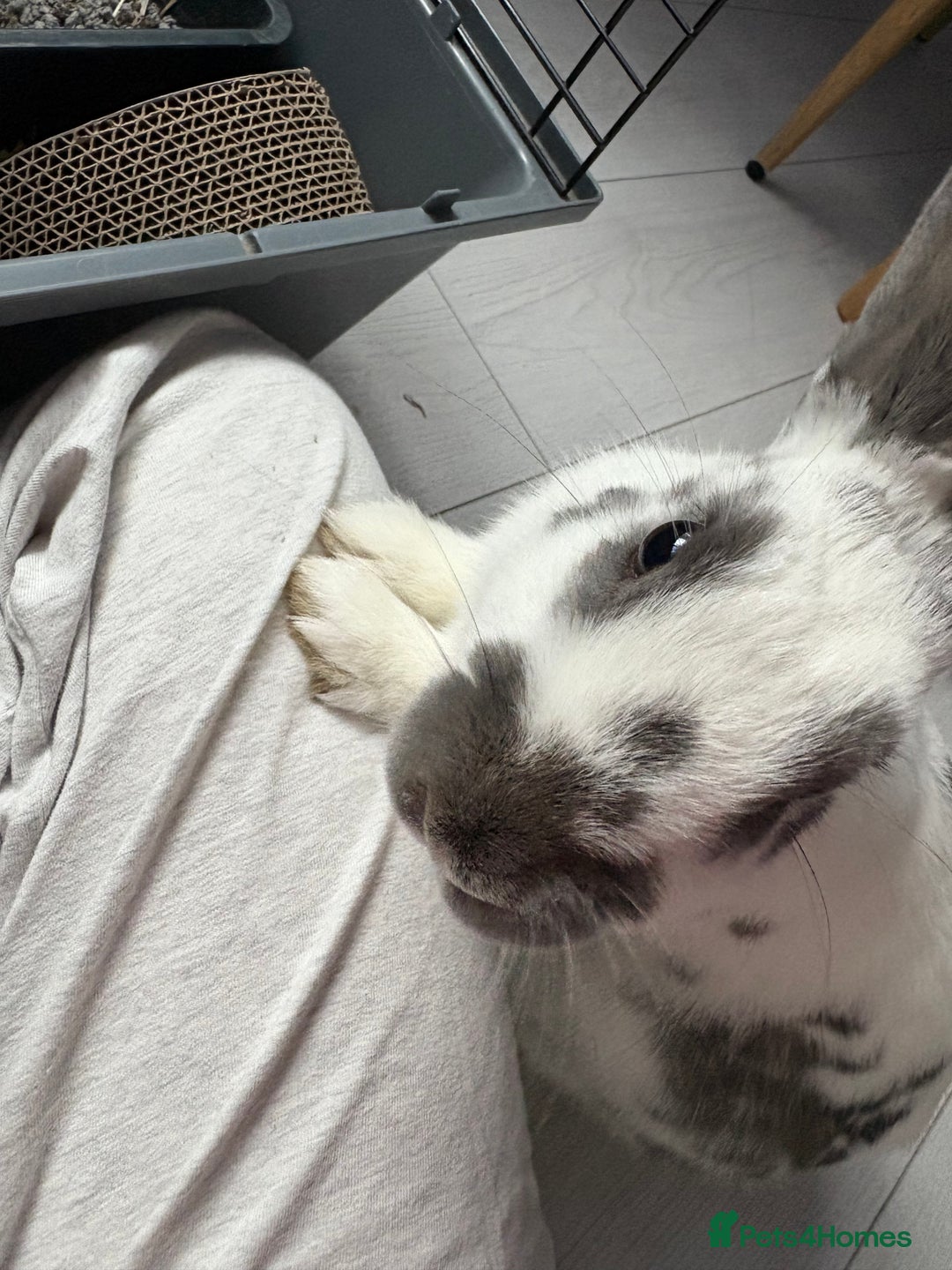Mixed Breed rabbits for sale: Lovely cuddly bunny - Image 9