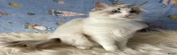 Ragdoll cats for sale: Two Sister TICA Registered Female Ragdoll - Advert 9