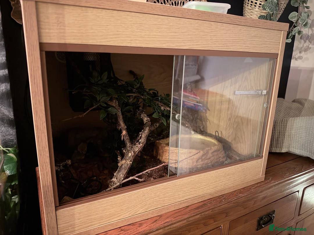 Python Snake reptiles for sale: Super Pastel Desert Ghost Ball Python  - Advert 4