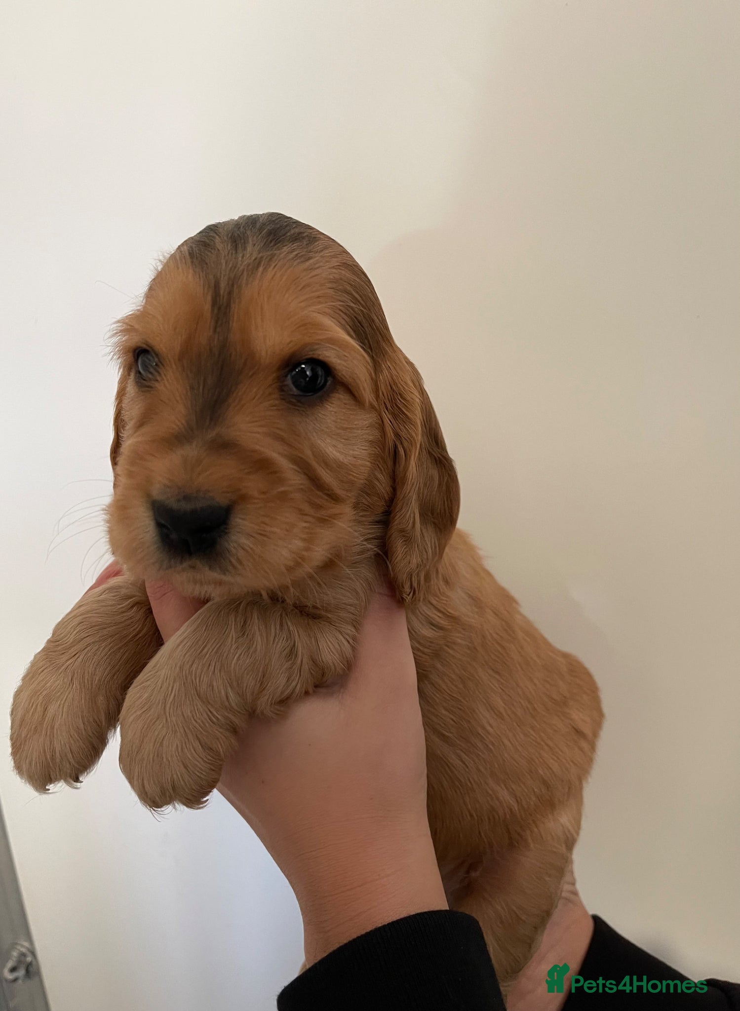 Cocker Spaniel dogs KC REG SHOW TYPE COCKER SPANIELS - Advert 1