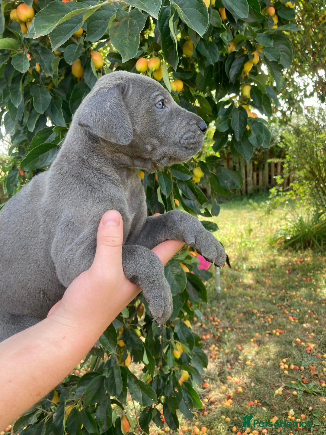 Great Dane dogs for sale: Beautiful Great Dane pups - Image 20