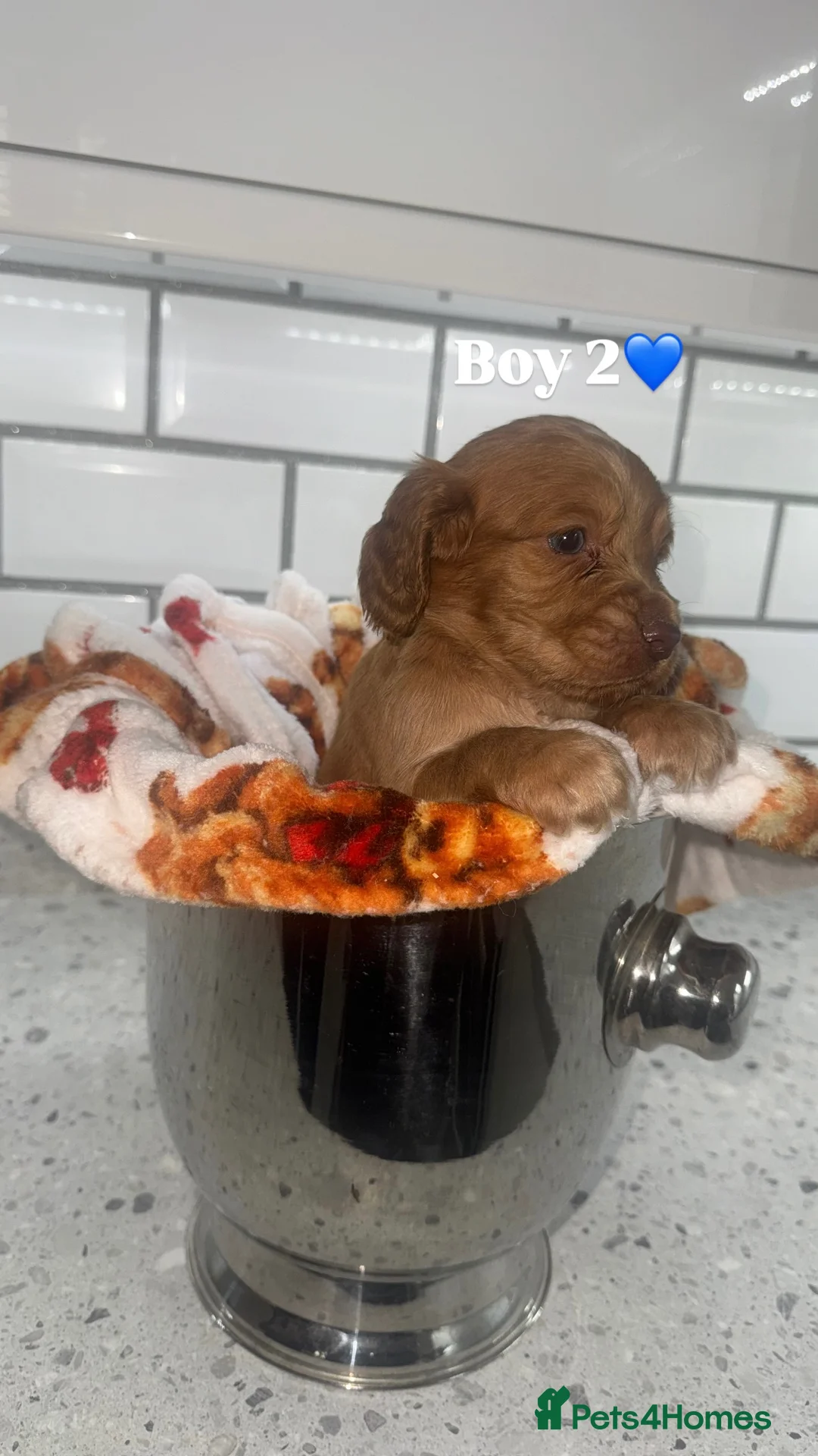 Cocker Spaniel dogs for sale: Cocker Spaniel Puppies.  - Advert 20