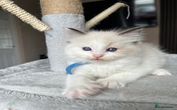 Ragdoll cats for sale: Registered Ragdoll kitttens for sale - Image 24