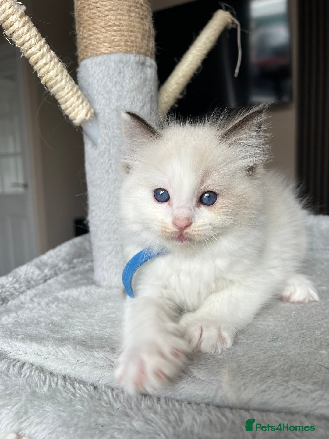 Ragdoll cats for sale: Registered Ragdoll kitttens for sale - Image 24