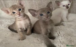 Oriental cats for sale: Oriental kittens  - Image 1