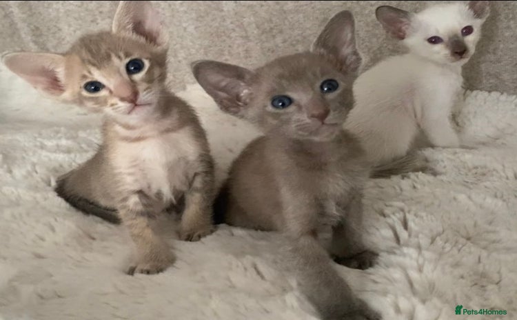 Oriental cats - Advert 1