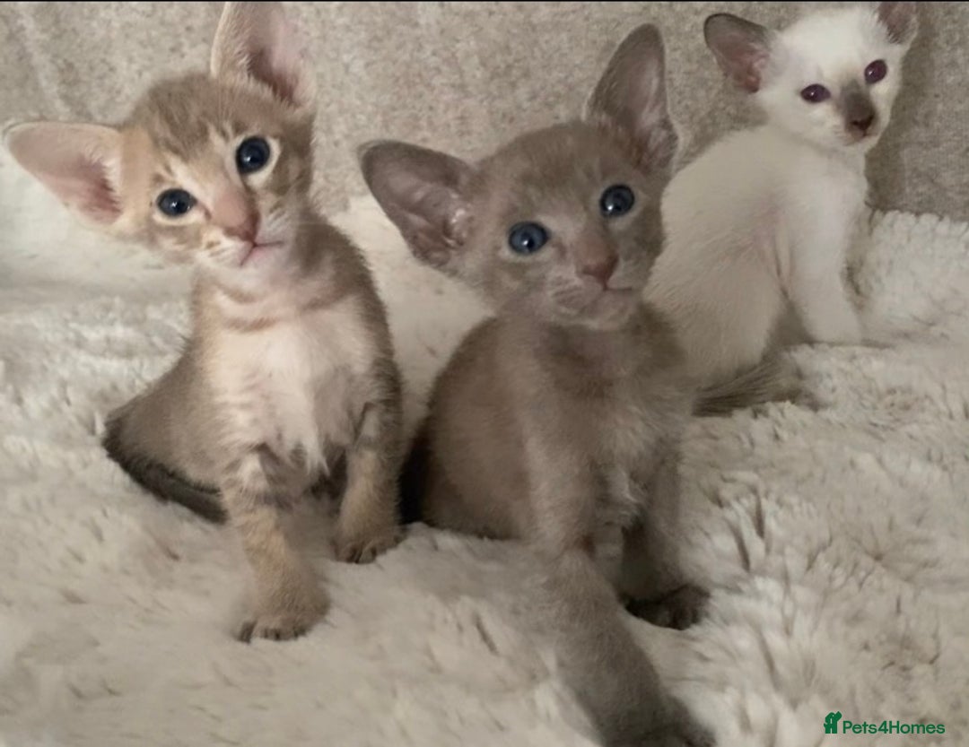 Oriental cats for sale: Oriental kittens  - Image 1
