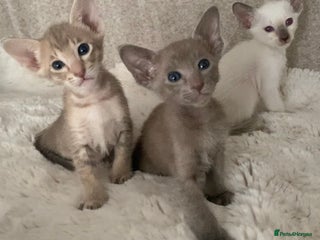 Oriental cats - Advert 7