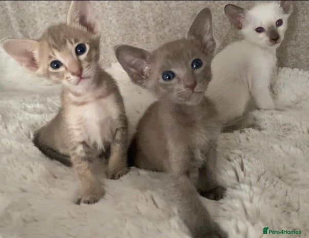 Oriental cats - Advert 7