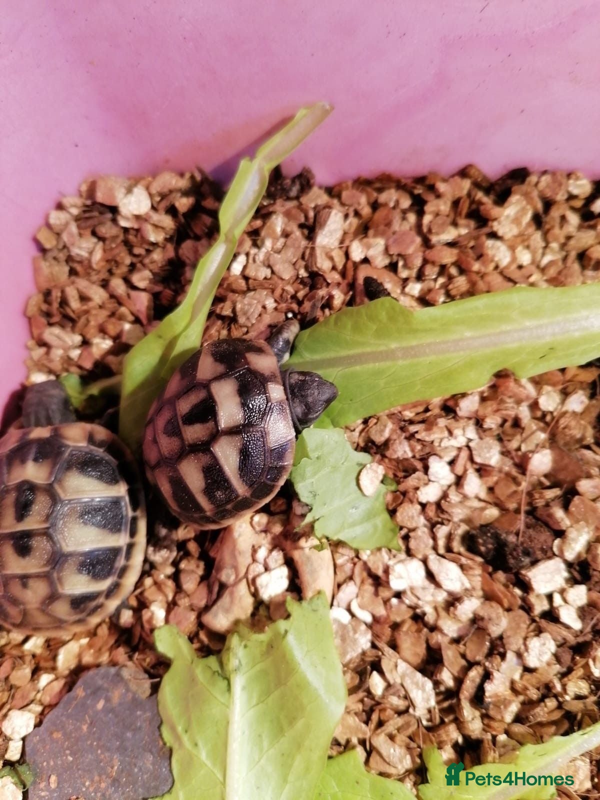 Hermann Tortoise reptiles Baby Hermann Tortoises - Advert 1