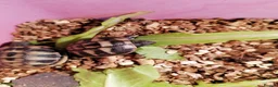 Hermann Tortoise reptiles for sale: Baby Hermann Tortoises in Hove - Advert 1