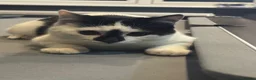 Mixed Breed cats for sale: Boy cat called TJ - Advert 3