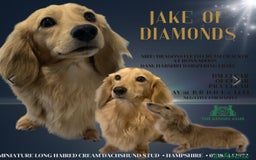 Miniature Dachshund dogs for sale: Beautiful miniature dachshunds L/H+S/H - Image 19