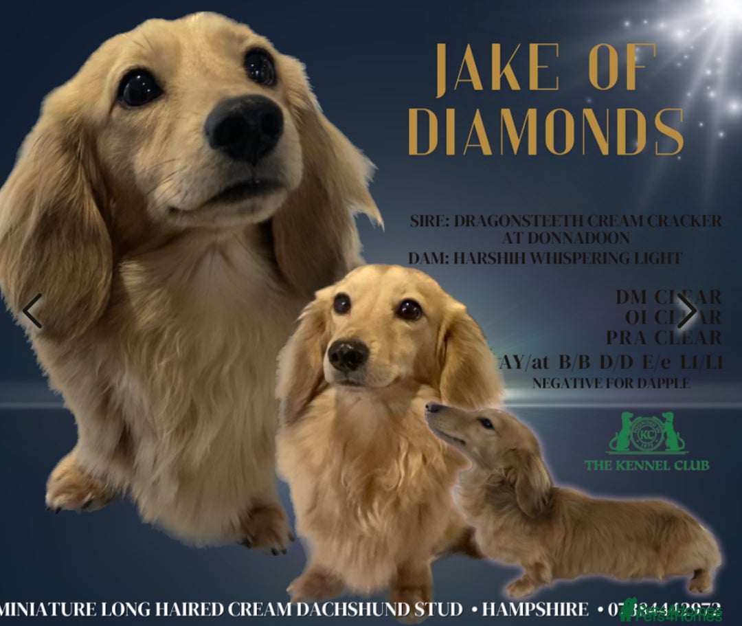 Miniature Dachshund dogs for sale: Beautiful miniature dachshunds L/H+S/H - Image 19