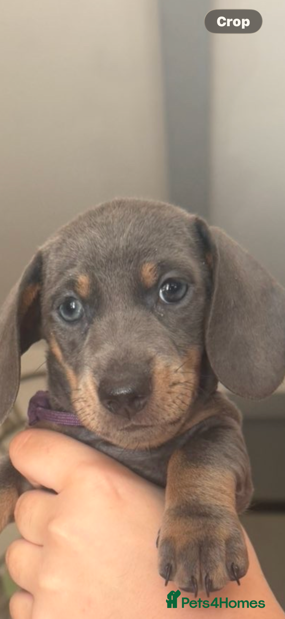 Miniature Dachshund dogs 7 Black and Tan and Blue miniature Dachshund’s  - Advert 2