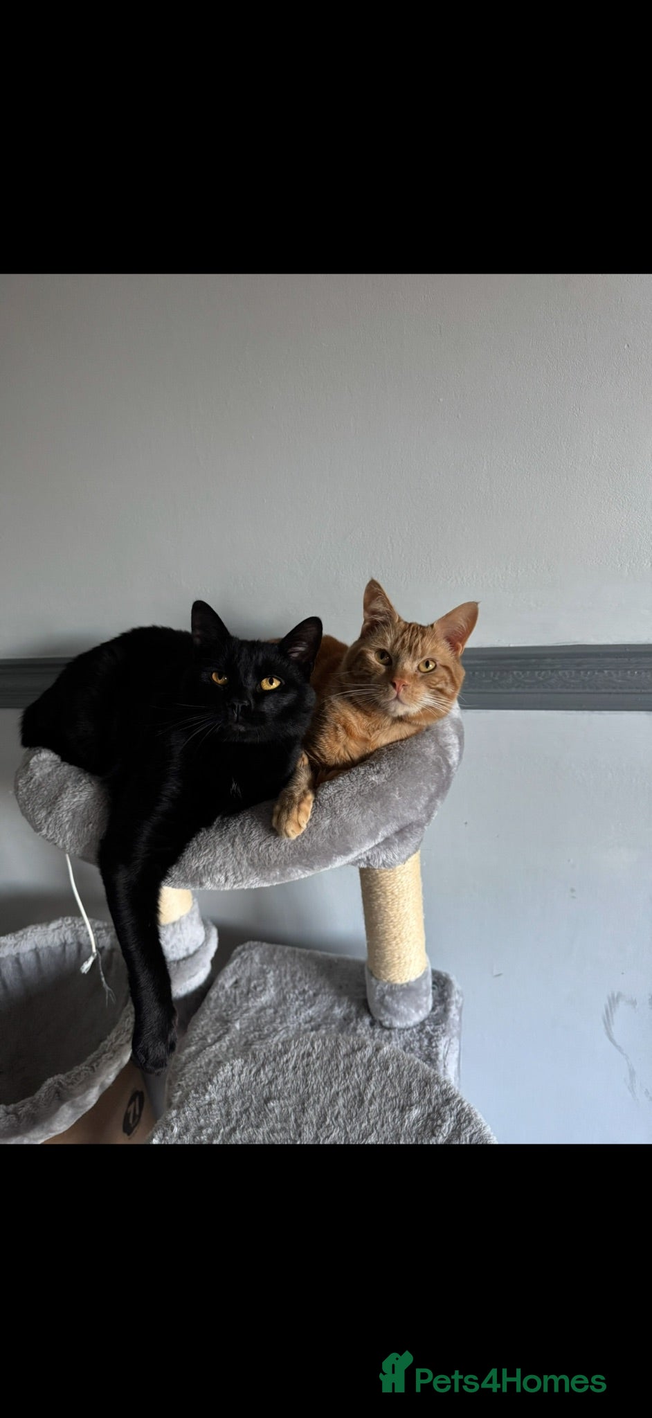Mixed Breed cats Rehoming  - Advert 1