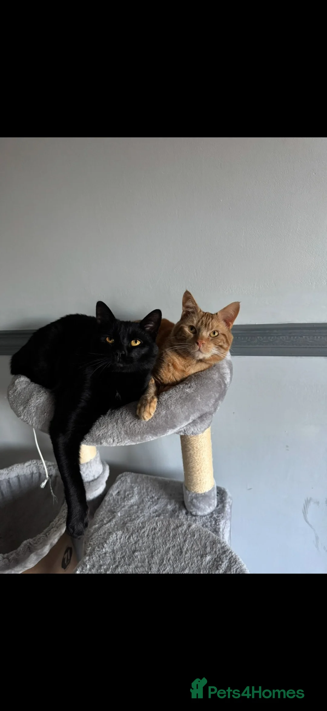 Mixed Breed cats for sale: Rehoming  in Eastbourne - Advert 1