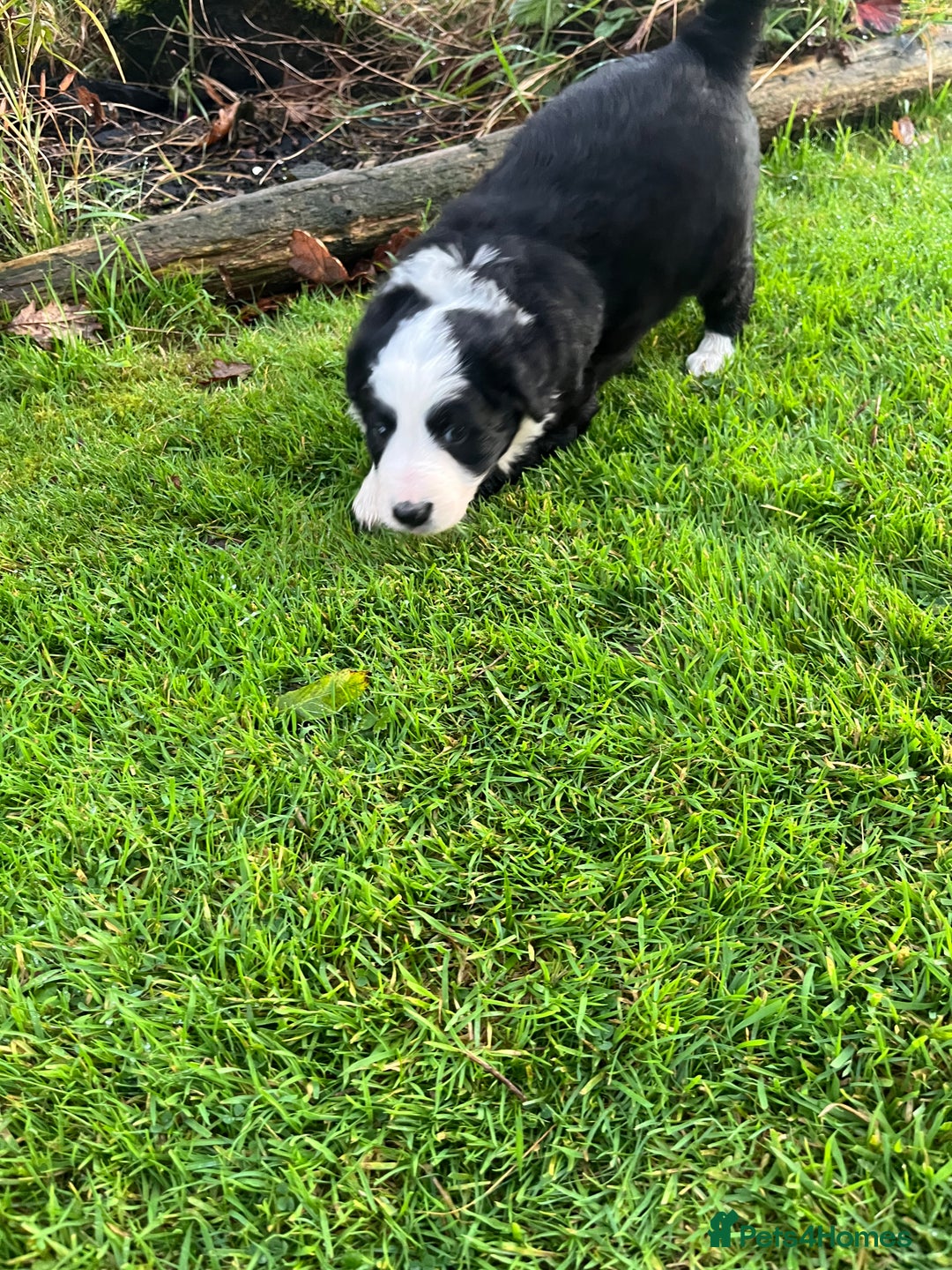 Bearded Collie dogs for sale: Six beautiful Beardie puppies for sale - Image 21
