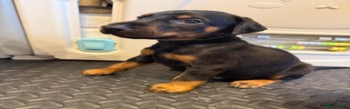 Dobermann Puppy 4