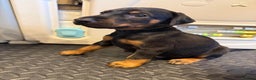 Dobermann dogs for sale: Litter of 9 beautiful Doberman puppies - Advert 12