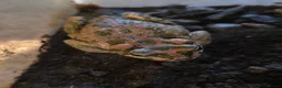 Snake reptiles for sale: Royal Pythons, Boa, Olive python Hoggies, Tortoise in Andover - Advert 29