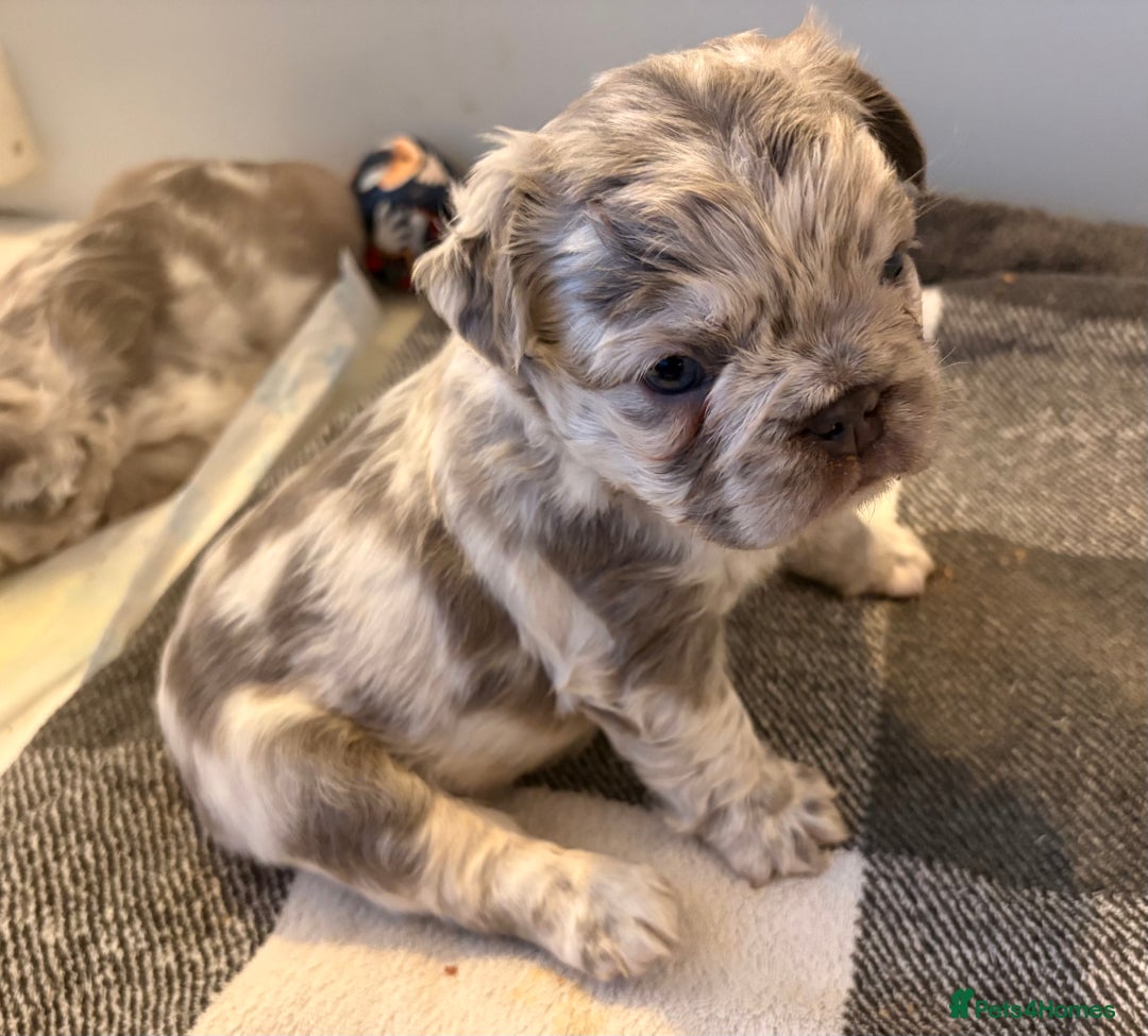 French Bulldog dogs for sale: *Fluffy Merle French Bulldog Pups* - Image 5