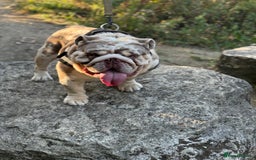 English Bulldog dogs for stud: Grizzly ready to stud  - Image 11