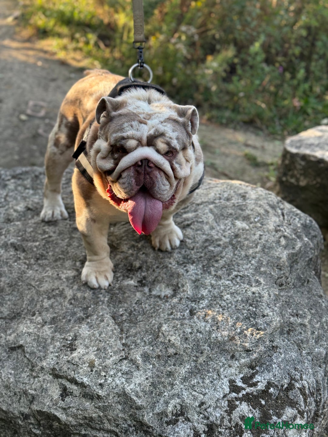 English Bulldog dogs for stud: Grizzly ready to stud  - Image 11