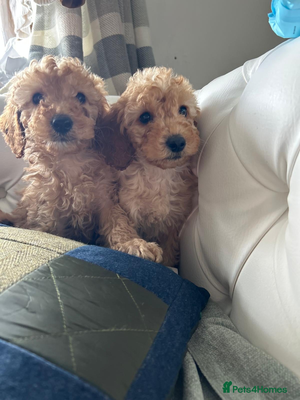 Miniature Poodle dogs Stunning litter of KC miniature poodles  - Advert 1