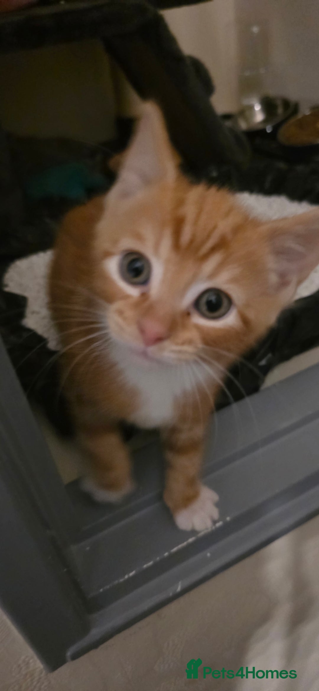 Domestic Shorthair cats for sale: Gorgeous Male Kitten - Image 3