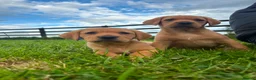 Labrador Retriever dogs for sale: Ready now Red Labrador puppies  - Advert 3